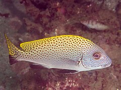 Description de l'image Indonesian sweetlips (Diagramma melanacrum) 1.jpg.