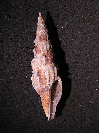 <i>Inquisitor rufovaricosus</i> Species of gastropod