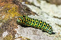 Rank: 39 Older caterpillar of swallowtail (Papilio machaon) on a stone