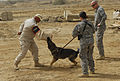 Iraqi Police dog handlers begin training DVIDS161635.jpg