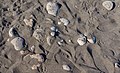 pomici su una spiaggia di Stromboli (Isole Eolie)