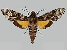 Isognathus excelsior BMNHE273220 نر up.jpg