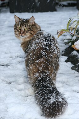 JJF- Norwegian Forest Cat in the snow