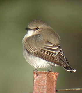 <i>Microeca</i> Genus of birds