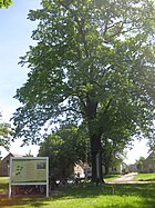 Forsthausstraße west view, information board and pedunculate oak at the rest area