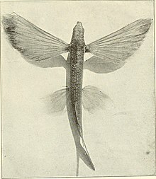 Jurnal Entomologi dan Zoologi (1913) (14803517523).jpg