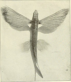 California flying fish Subspecies of fish