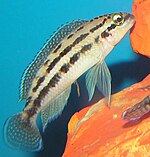 Julidochromis dickfeldi.jpg