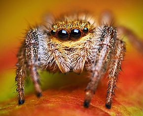 Kuvan kuvaus Hyppy hämähäkki - Marpissa radiata - Fotó szerzőtől Lukas Jonaitis.jpg.