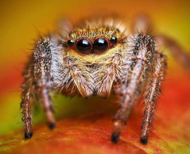 File:Jumping spider - Marpissa radiata - Photo by Lukas Jonaitis.jpg