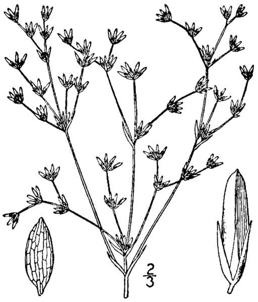 File:Juncus diffusissimus BB-1913.png