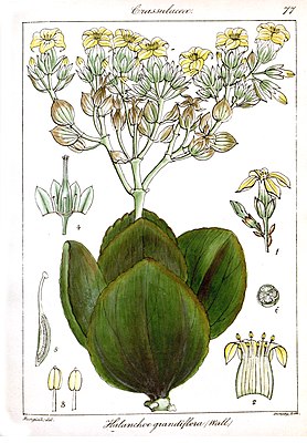 Kalanchoe grandiflora Rungiah.jpg