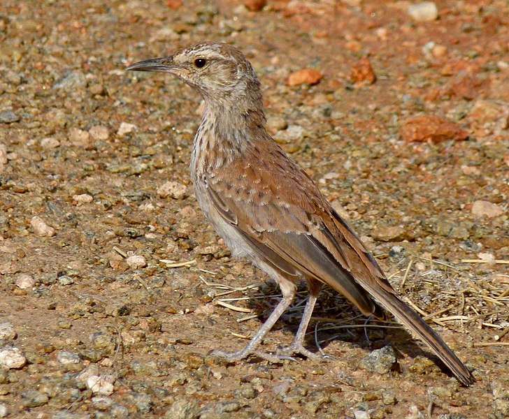 File:Karoo Long-billed Lark (Certhilauda subcoronata) (6437061545), crop.jpg