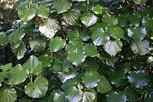 Kawakawa in Auckland, New Zealand