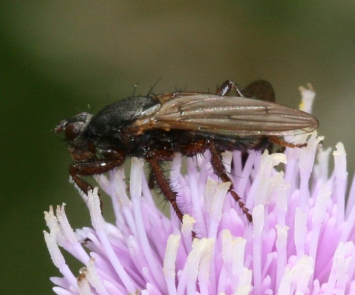 File:Kelp Fly (Coelopa).jpg