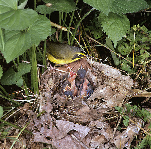 Fichier:Kentucky Warbler feeding chicks.jpg