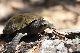 <span class="mw-page-title-main">Vallarta mud turtle</span> Species of turtle