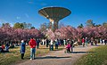 Kirsikkapuisto during cherry blossom in Roihuvuori, Helsinki, 2022 May - 4.jpg