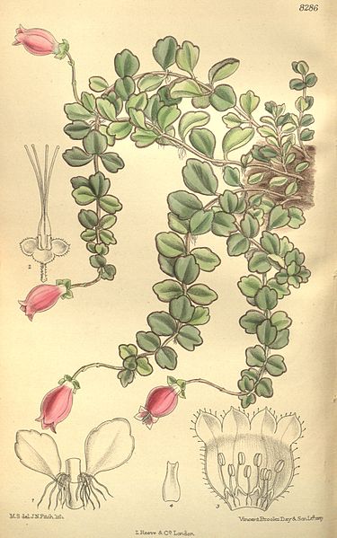 File:Kitchingia uniflora 135-8286.jpg