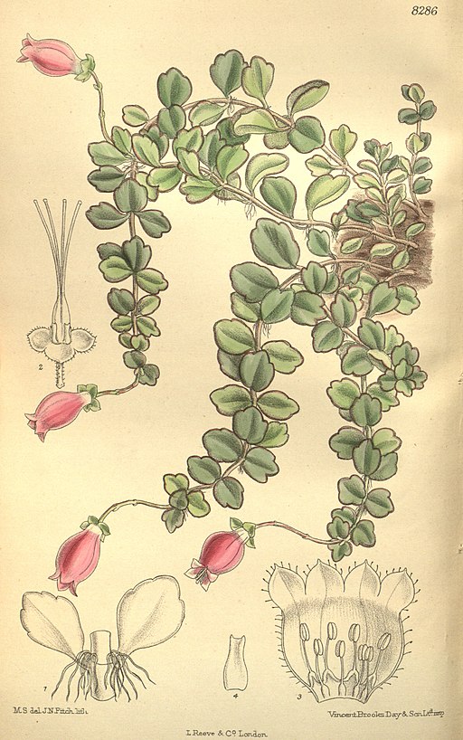 Kitchingia uniflora 135-8286