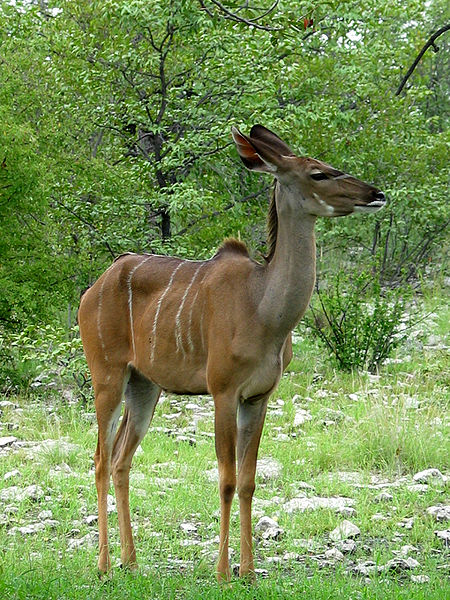 Linh dương vằn Kudu