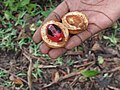 * Nomination A fruit in Zanzibar called Kungumanga in Swahili --E.3 06:28, 29 December 2018 (UTC) * Decline It is a fruit of Myristica fragrans, should be added to the description; unfortunately the picture is not sharp --Llez 07:07, 29 December 2018 (UTC) Thanks for that will do. When we say it isn't sharp, does it mean it can be sharpened digitally, or it will never be sharp? E.3 10:22, 29 December 2018 (UTC)~ I think it is too unsharp for digital sharpening --Llez 13:31, 29 December 2018 (UTC)