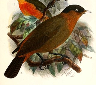 Red-collared babbler Species of bird