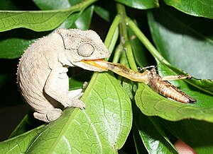 Chamaeleonidae: Etimologia, Descrizione, Distribuzione e habitat