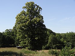 Památný strom (2015)