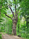 Döben, Löweneiche im Döbener Wald