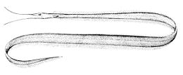 Briaunuotasis ungurys (Labichthys carinatus)