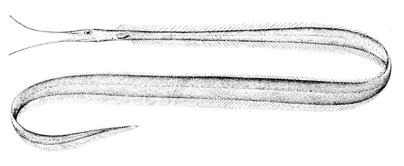 File:Labichthys carinatus.jpg