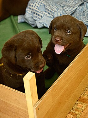 The box for the puppies