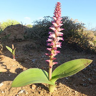 <i>Lachenalia carnosa</i> Geophyte endemic to the Cape Provinces