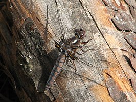 Ladona deplanata