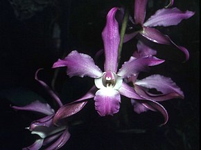 Beskrivelse av bildet Laelia autumnalis Orchi 005.jpg.