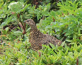 Lagopus muta (female) ライチョウ（メス）