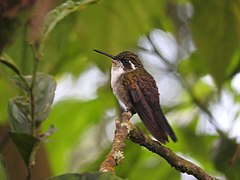 ♀ Lampornis viridipallens