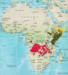      ťuhýk východoafrický