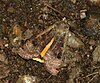 Large Yellow Underwing moth.jpg