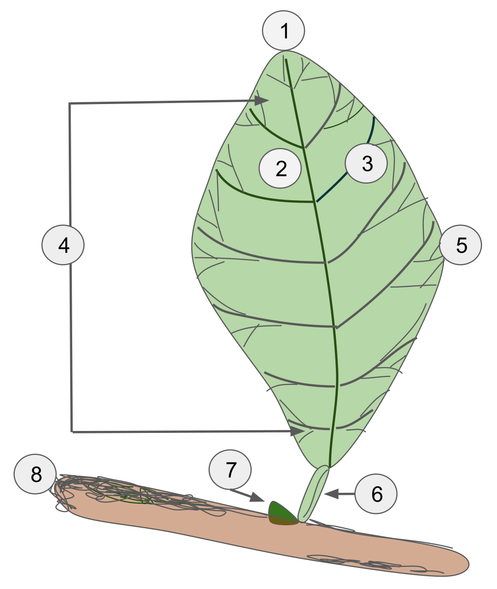 Steam leaf diagrams фото 99