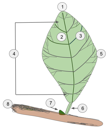 1: bladtop 2: hoofdnerf 3: zijnerf 4: bladschijf 5: bladrand 6: bladsteel 7: zijknop 8: stengel