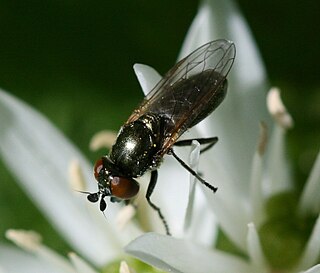 <i>Lejogaster metallina</i> Species of fly