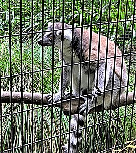 Ring-tail lemur, Yumemigasaki Zoological Park Kawasaki