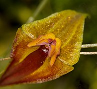 Lepanthes pastoensis