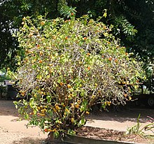 Leuenbergeria bleo cropped.jpg