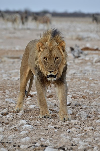 File:Lev v národním parku Etosha - Namibie - panoramio (8).jpg