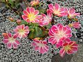 Lewisia cotyledon