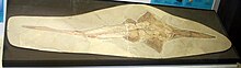 Fossil of Libanopristis, a genus of ray known from Hjoula Libanopristis hiram - Milano - Museo storia naturale 22-Apr-2007.jpg