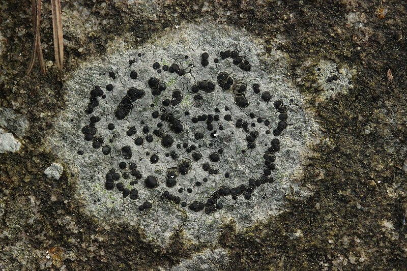 File:Lichen (40691290865).jpg